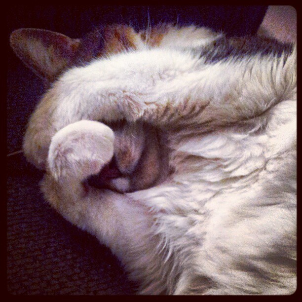 S’eepykittyboy