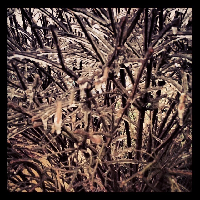 Frozen