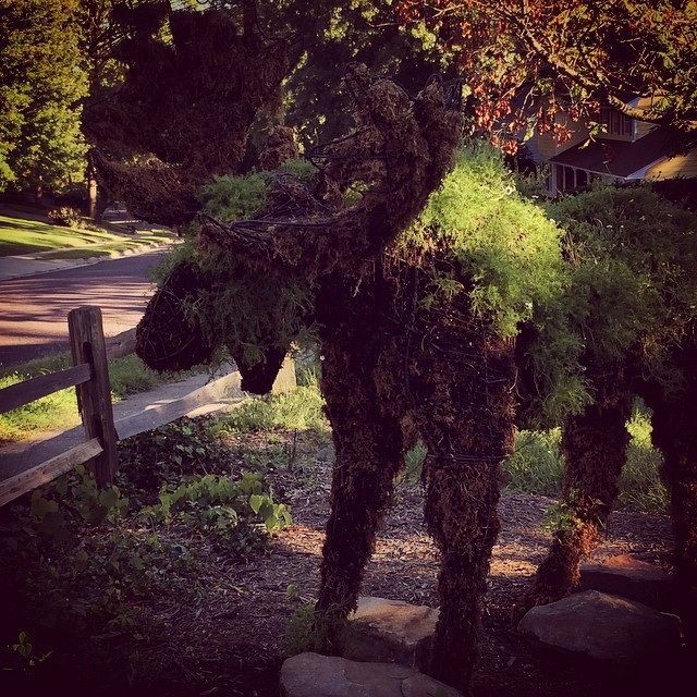 Moose