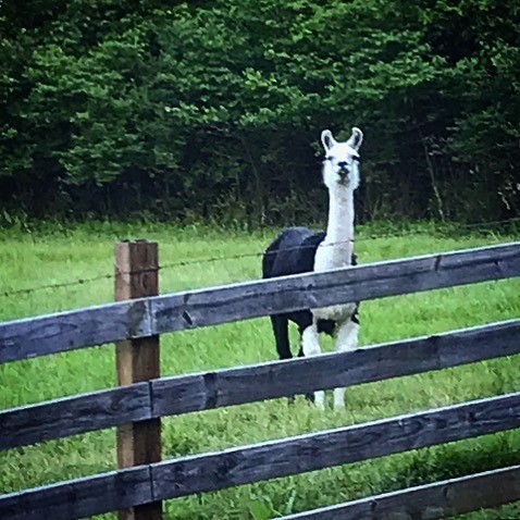me llamo llama