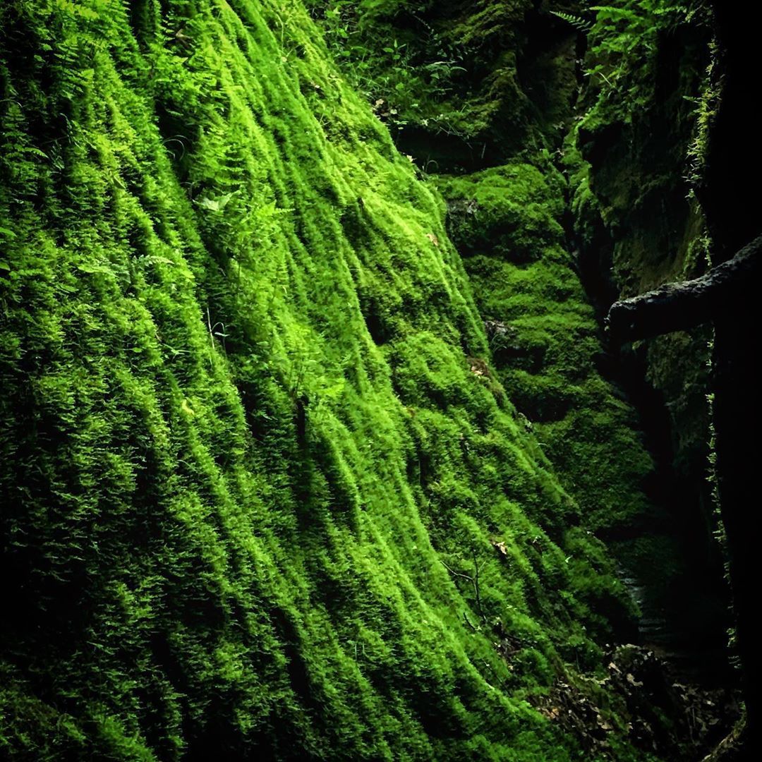 mossy